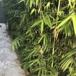SOLD OUT Goldstripe Bamboo 1.5m tall